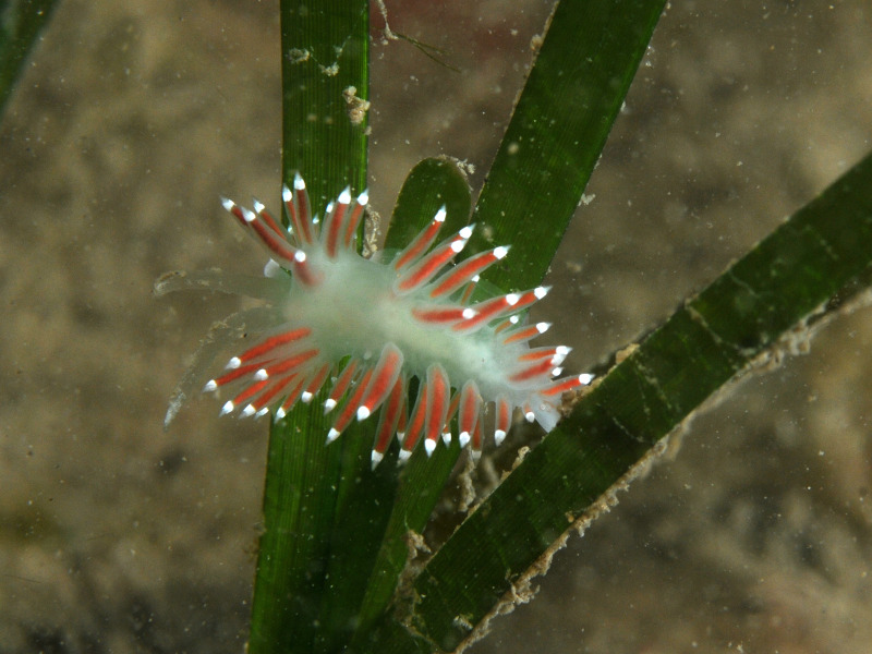 Image: The slender sea slug Microchlamylla gracilis